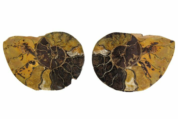 Sliced, Iron Replaced Fossil Ammonite - Morocco #138042